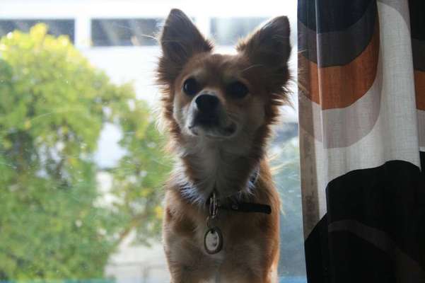 Dein Hund im Dogorama-Kalender 2021-Beitrag-Bild