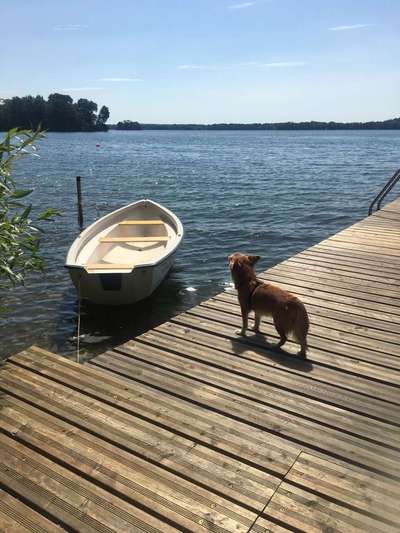 Dein Hund im Dogorama-Kalender 2021-Beitrag-Bild