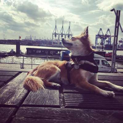 Dein Hund im Dogorama-Kalender 2021-Beitrag-Bild