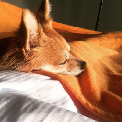 Dein Hund im Dogorama-Kalender 2021-Beitrag-Bild