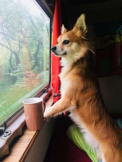 Dein Hund im Dogorama-Kalender 2021-Beitrag-Bild