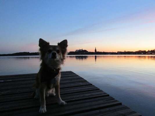 Dein Hund im Dogorama-Kalender 2021-Beitrag-Bild