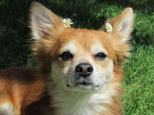 Dein Hund im Dogorama-Kalender 2021-Beitrag-Bild