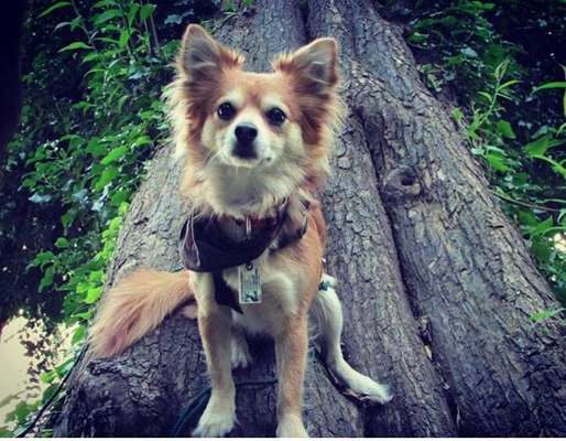 Dein Hund im Dogorama-Kalender 2021-Beitrag-Bild