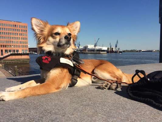 Dein Hund im Dogorama-Kalender 2021-Beitrag-Bild