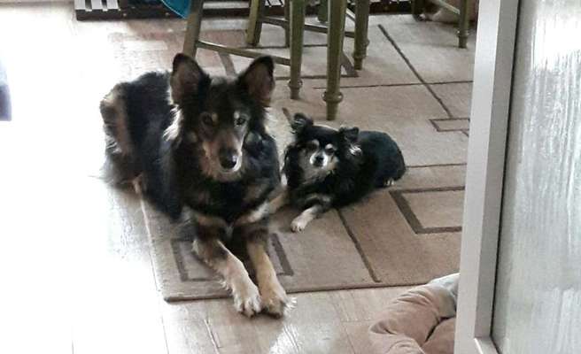 Die Dogorama Wochen Challenge "Friends will be Friends"-Beitrag-Bild