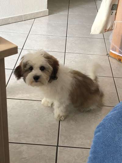 Welpen Bilder !-Beitrag-Bild