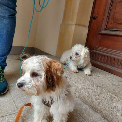 Hundetreffen-Gassitreffen kleine Hunde bis 15kg-Bild