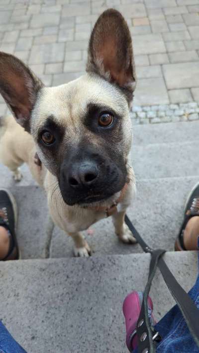 Schlafzimmer Nachts hundefreie Zone?-Beitrag-Bild