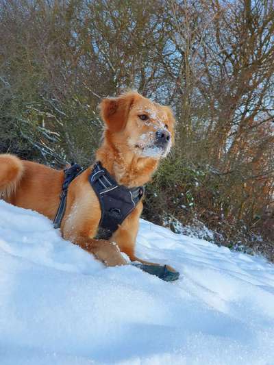 Die Dogorama Kalender Challenge Teil 2/4-Beitrag-Bild