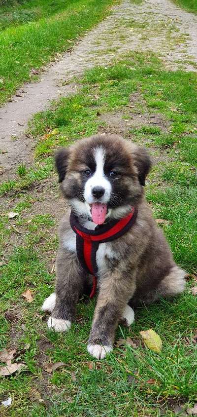 Welpen Bilder !-Beitrag-Bild