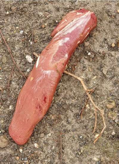 Giftköder-Giftköder oder Präpariertes Fleisch-Bild