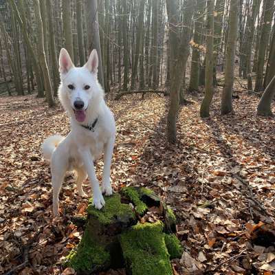 Hundetreffen-Spieletreff Frankenhausen-Bild