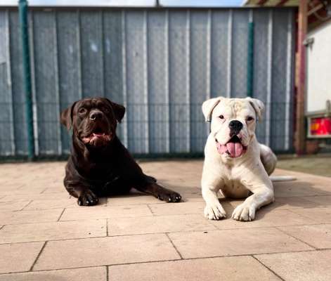 Die Dogorama Kalender Challenge 4/4-Beitrag-Bild