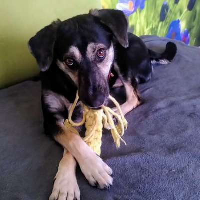 Hundetreffen-Spazieren gehen und oder Spieltreffen-Bild