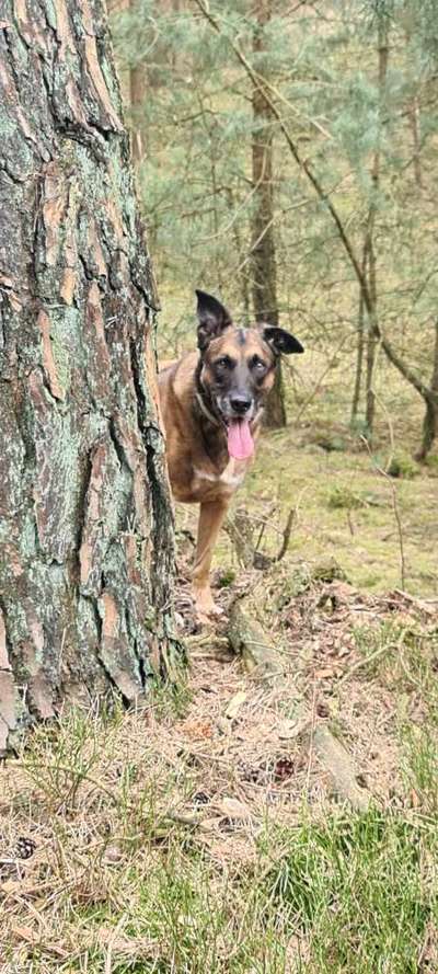 Wald Bild-Beitrag-Bild