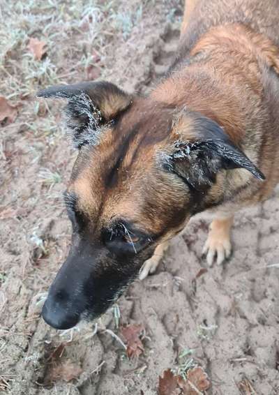 Dogorama Photo Challenge - Es wird nochmal kalt!-Beitrag-Bild