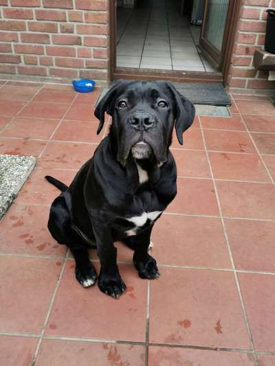 Rassensuche Cane Corso Italiano-Beitrag-Bild