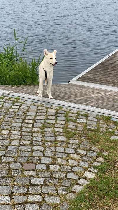 TierschutzhundeStammtisch🐕-Beitrag-Bild