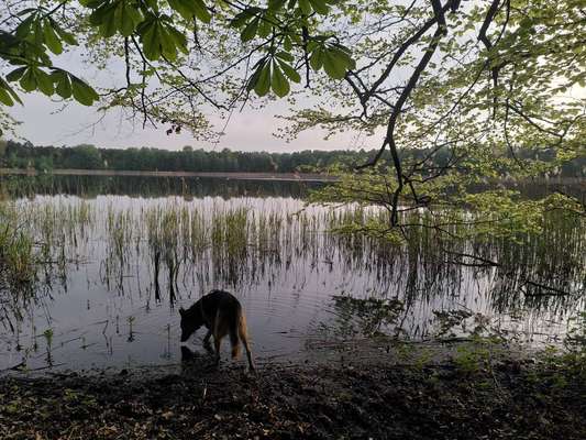 Hundetreffen-Geruchssensibilisierung-Bild