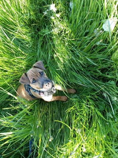 Die Dogorama Monats Challenge "Es grünt und blüht"-Beitrag-Bild