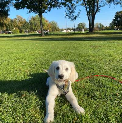 Hundetreffen-Im Bürgerpark in Ismaning-Bild