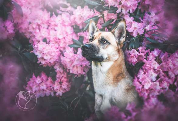 Die Dogorama Monats Challenge "Es grünt und blüht"-Beitrag-Bild