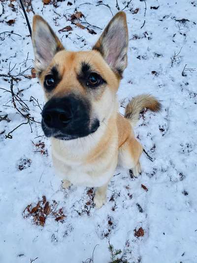 Zeigt eure Malinois!!!-Beitrag-Bild