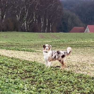 Hundetreffen-Freundliche Hunde zum gemeinsamen Gassi gesucht-Bild