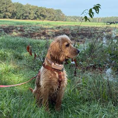 Hundetreffen-Cocker Spaniel Treffen LK Diepholz-Bild