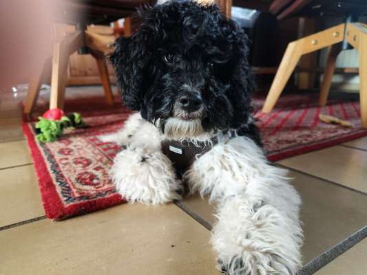 Tibet Terrier-Beitrag-Bild