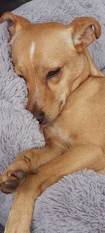 Mischlingshunde Foto Aufruf-Beitrag-Bild