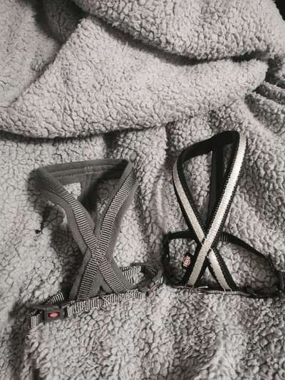 Ausstattung Welpe-Beitrag-Bild