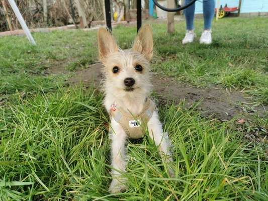 zeigt eure Hunde mit Ihren Frühlingsgefühlen:)-Beitrag-Bild
