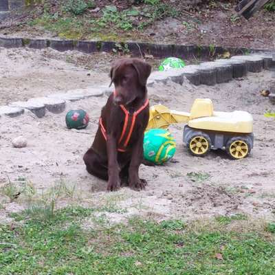 Hundetreffen-Balu ist ein neugierig Welpe der es liebt mit anderen Hunden zu spielen.-Bild