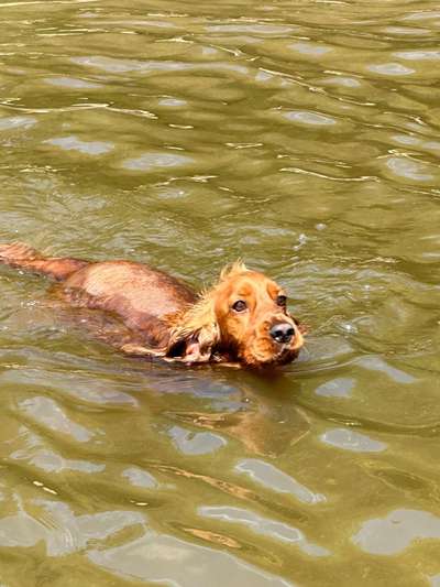 Hundetreffen-Neo sucht Buddies zum zusammen plantschen im Cossi 🏝️-Bild