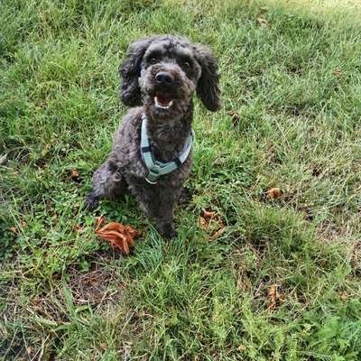Hundetreffen-Kleinhund Treffen-Bild