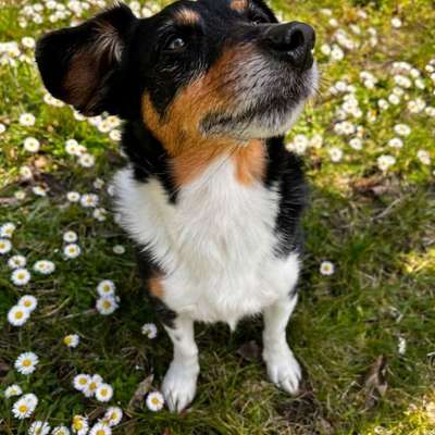 Terrier-Beitrag-Bild