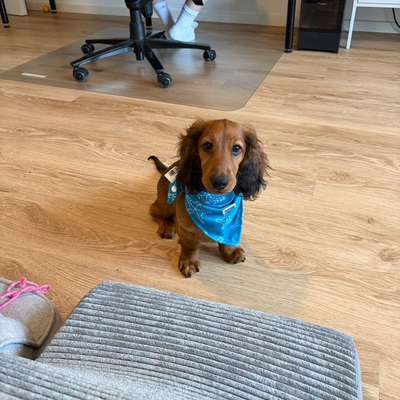 Hundetreffen-Playdate/Spielrunde🐾-Bild