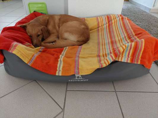 Hundebett von Knuffelwuff-Beitrag-Bild