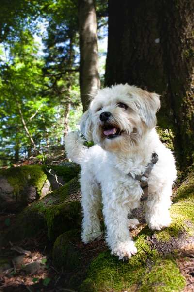 Hundetreffen-Gemeinsame Spaziergänge - Alfter-Bild
