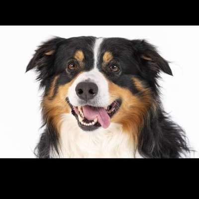 Hundetreffen-Spazieren gehen-Bild