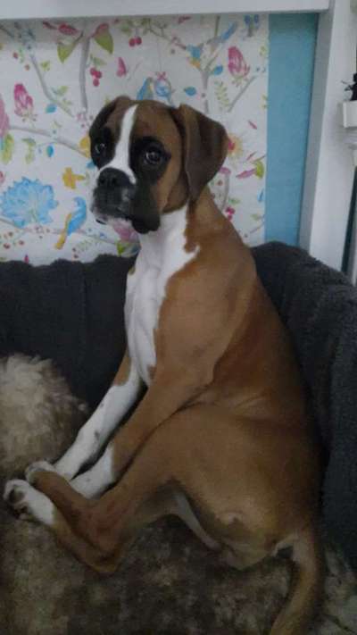 Seltene Rassen!-Beitrag-Bild