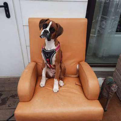 Boxer ???-Beitrag-Bild