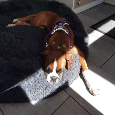 Boxer ???-Beitrag-Bild