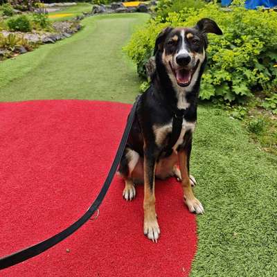 Hundetreffen-Toben, Spielen und Spazieren gehen-Bild
