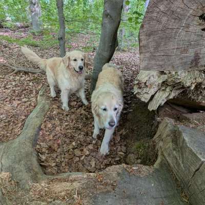 aktuelles Foto Gruppe Golden Retriever
