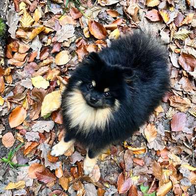 Hundetreffen-Spielrunde 🐶-Profilbild