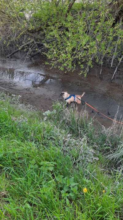 Dogorama-Monats-Challenge-Mai "Wasser"-Beitrag-Bild