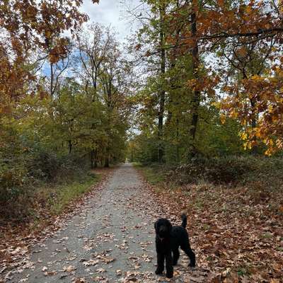 Hundetreffen-Junghund sucht Spielkameraden-Bild